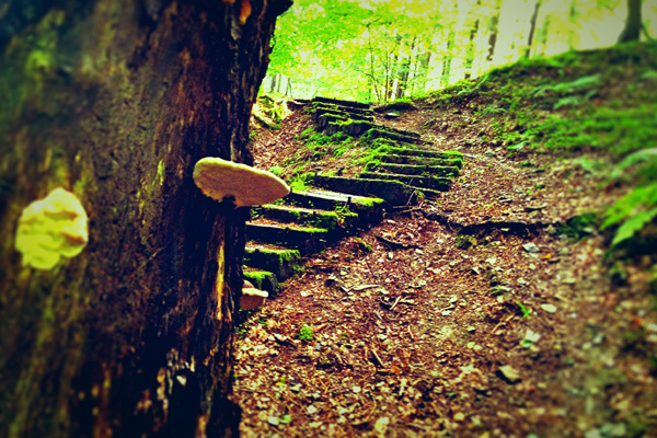 unbekannte Wege gehen